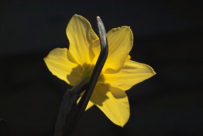 daffodill glow